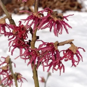 Pack 2 Pink Witch Hazel Shrub Plant Live Trees Bare Roots, Dormant, 1 Year Old, 12 to 18 Inc Tall Perennial American Witchhazel for Planting