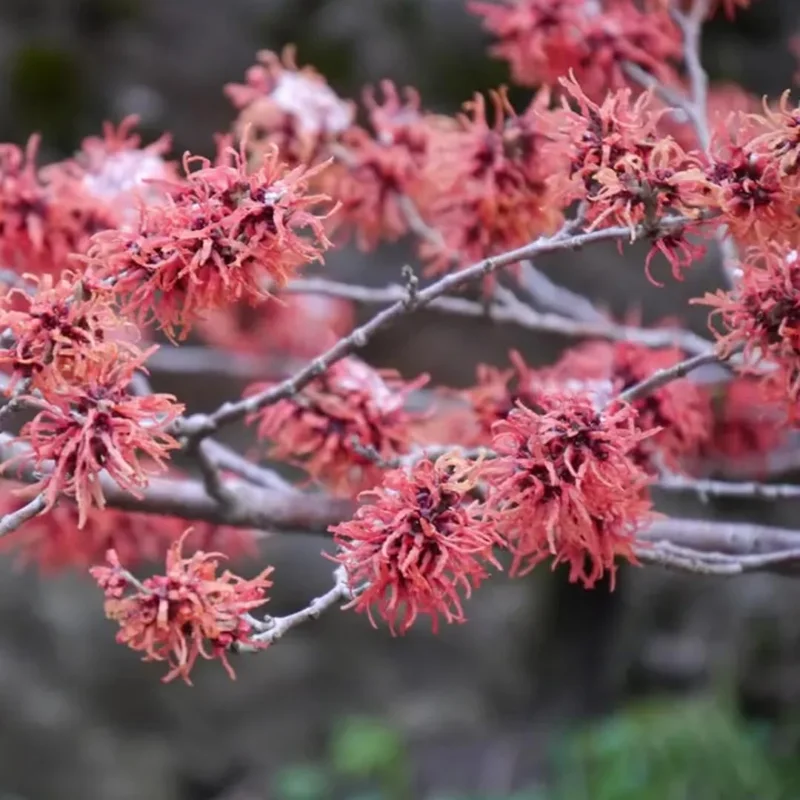 Pack 2 Pink Witch Hazel Shrub Plant Live Trees Bare Roots, Dormant, 1 Year Old, 12 to 18 Inc Tall Perennial American Witchhazel for Planting