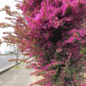 Pack 2 Pink Witch Hazel Shrub Plant Live Trees Bare Roots, Dormant, 1 Year Old, 12 to 18 Inc Tall Perennial American Witchhazel for Planting