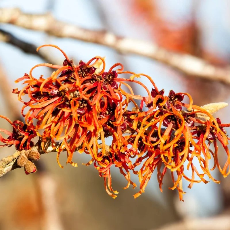 Pack 2 Pink Witch Hazel Shrub Plant Live Trees Bare Roots, Dormant, 1 Year Old, 12 to 18 Inc Tall Perennial American Witchhazel for Planting