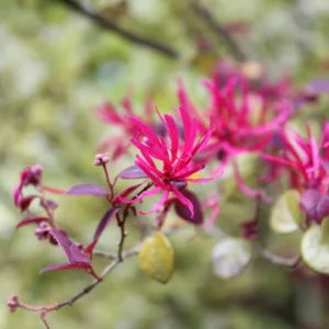 Pack 2 Pink Witch Hazel Shrub Plant Live Trees Bare Roots, Dormant, 1 Year Old, 12 to 18 Inc Tall Perennial American Witchhazel for Planting