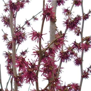 Pack 2 Pink Witch Hazel Shrub Plant Live Trees Bare Roots, Dormant, 1 Year Old, 12 to 18 Inc Tall Perennial American Witchhazel for Planting