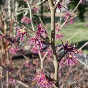 Pack 2 Pink Witch Hazel Shrub Plant Live Trees Bare Roots, Dormant, 1 Year Old, 12 to 18 Inc Tall Perennial American Witchhazel for Planting