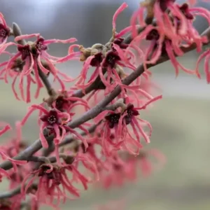 Pack 2 Pink Witch Hazel Shrub Plant Live Trees Bare Roots, Dormant, 1 Year Old, 12 to 18 Inc Tall Perennial American Witchhazel for Planting