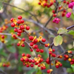 Pack 2 American Bittersweet Vines Trees Bare Roots, Dormant, 1 Year Old, 12 to 18 Inc Tall Perennial Climbing American Bittersweet Seedling for Planting