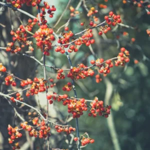 Pack 2 American Bittersweet Vines Trees Bare Roots, Dormant, 1 Year Old, 12 to 18 Inc Tall Perennial Climbing American Bittersweet Seedling for Planting