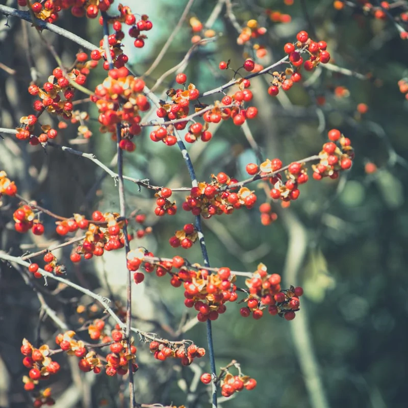 Pack 2 American Bittersweet Vines Trees Bare Roots, Dormant, 1 Year Old, 12 to 18 Inc Tall Perennial Climbing American Bittersweet Seedling for Planting