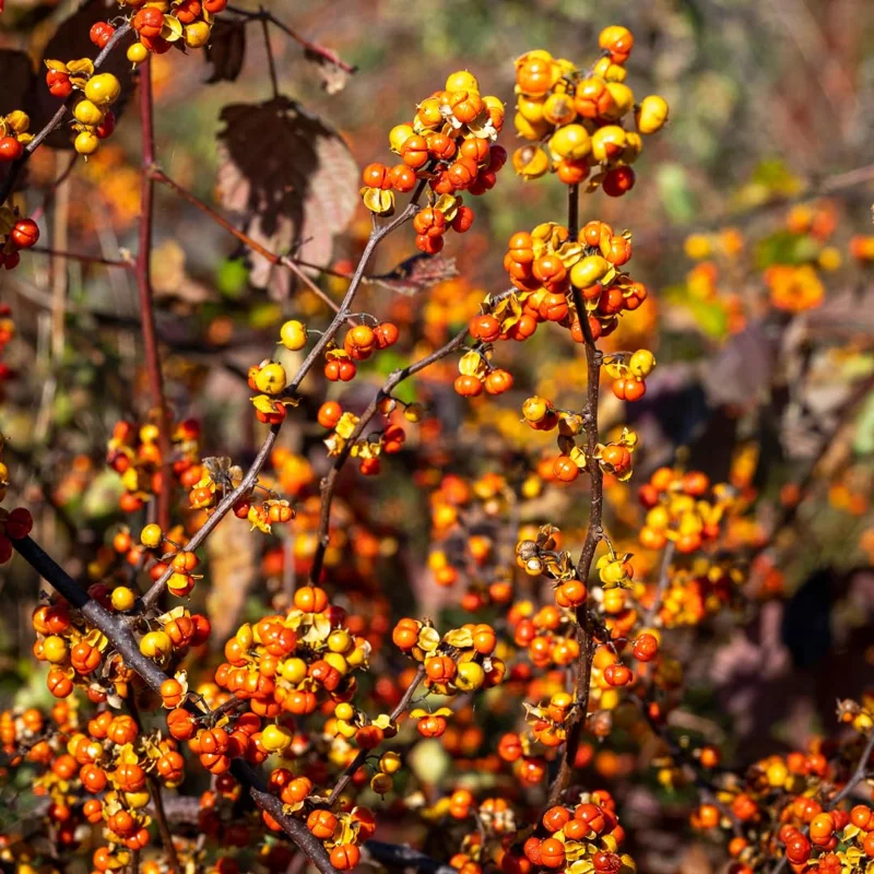 Pack 2 American Bittersweet Vines Trees Bare Roots, Dormant, 1 Year Old, 12 to 18 Inc Tall Perennial Climbing American Bittersweet Seedling for Planting