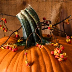 Pack 2 American Bittersweet Vines Trees Bare Roots, Dormant, 1 Year Old, 12 to 18 Inc Tall Perennial Climbing American Bittersweet Seedling for Planting