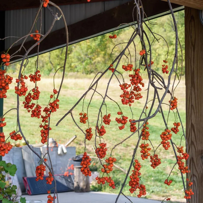 Pack 2 American Bittersweet Vines Trees Bare Roots, Dormant, 1 Year Old, 12 to 18 Inc Tall Perennial Climbing American Bittersweet Seedling for Planting