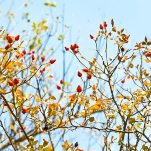 Pack 2 American Bittersweet Vines Trees Bare Roots, Dormant, 2 Year Old, 18 to 24 Inc Tall Perennial Climbing American Bittersweet Seedling for Planting