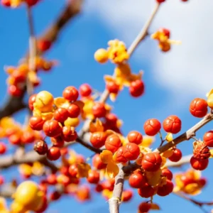 Pack 2 American Bittersweet Vines Trees Bare Roots, Dormant, 2 Year Old, 18 to 24 Inc Tall Perennial Climbing American Bittersweet Seedling for Planting