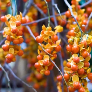 Pack 2 American Bittersweet Vines Trees Bare Roots, Dormant, 2 Year Old, 18 to 24 Inc Tall Perennial Climbing American Bittersweet Seedling for Planting
