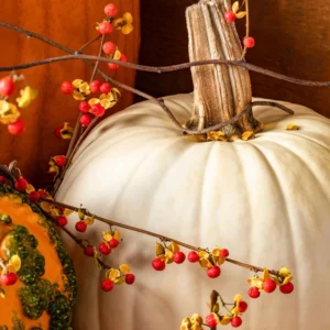 Pack 2 American Bittersweet Vines Trees Bare Roots, Dormant, 2 Year Old, 18 to 24 Inc Tall Perennial Climbing American Bittersweet Seedling for Planting