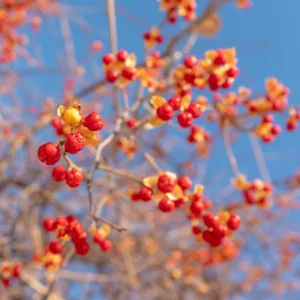 Pack 2 American Bittersweet Vines Trees Bare Roots, Dormant, 2 Year Old, 18 to 24 Inc Tall Perennial Climbing American Bittersweet Seedling for Planting