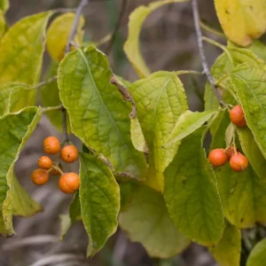 Pack 2 American Bittersweet Vines Trees Bare Roots, Dormant, 1 Year Old, 12 to 18 Inc Tall Perennial Climbing American Bittersweet Seedling for Planting
