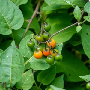 Pack 2 American Bittersweet Vines Trees Bare Roots, Dormant, 1 Year Old, 12 to 18 Inc Tall Perennial Climbing American Bittersweet Seedling for Planting