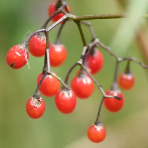 Pack 2 American Bittersweet Vines Trees Bare Roots, Dormant, 2 Year Old, 18 to 24 Inc Tall Perennial Climbing American Bittersweet Seedling for Planting