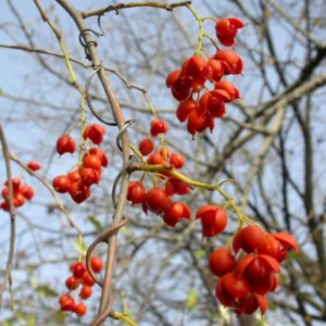 Pack 2 American Bittersweet Vines Trees Bare Roots, Dormant, 2 Year Old, 18 to 24 Inc Tall Perennial Climbing American Bittersweet Seedling for Planting