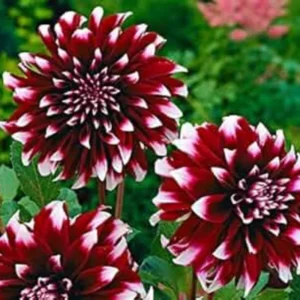 3 Perennial Dahlia Plants Live, Dahlia Rooted Plugs Size, Starter Plants, No Pot, Very Fast Growing, Bloom in Spring, Not Dahlia Bulbs, Not Dahlia Seeds