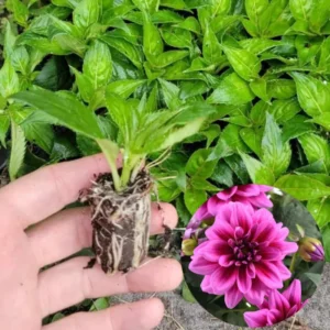3 Perennial Dahlia Plants Live, Dahlia Rooted Plugs Size, Starter Plants, No Pot, Very Fast Growing, Bloom in Spring, Not Dahlia Bulbs, Not Dahlia Seeds
