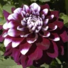 Sets 3 Dahlia Plants Live, Dahlia Rooted Plugs Size, Starter Plants, No Pot, Very Fast Growing, Bloom in Spring, Not Bulbs Tubers, Not Dahlia Seeds