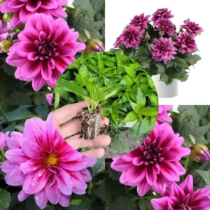 Sets 3 Dahlia Plants Live, Dahlia Rooted Plugs Size, Starter Plants, No Pot, Very Fast Growing, Bloom in Spring, Not Bulbs Tubers, Not Dahlia Seeds