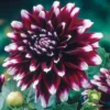 Bundle 6 Live Dahlia Plants, Colors, Dahlia Starter Plants, Rooted Plugs Size, No Pot, Very Fast Growing, Bloom in Spring, Not Dahlia Bulbs, Not Dahlia Seeds