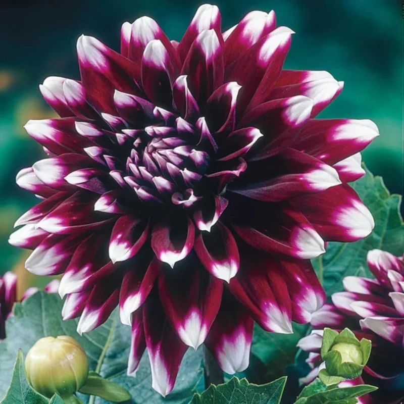Bundle 6 Live Dahlia Plants, Colors, Dahlia Starter Plants, Rooted Plugs Size, No Pot, Very Fast Growing, Bloom in Spring, Not Dahlia Bulbs, Not Dahlia Seeds