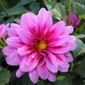 Bundle 6 Live Dahlia Plants, Colors, Dahlia Starter Plants, Rooted Plugs Size, No Pot, Very Fast Growing, Bloom in Spring, Not Dahlia Bulbs, Not Dahlia Seeds