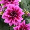 Combo 3 Dahlia Flowers Plants Live, Dahlia Rooted Plugs Size, Starter Plants, No Pot, Very Fast Growing, Bloom in Spring, Not Bulbs Tuber or Seeds