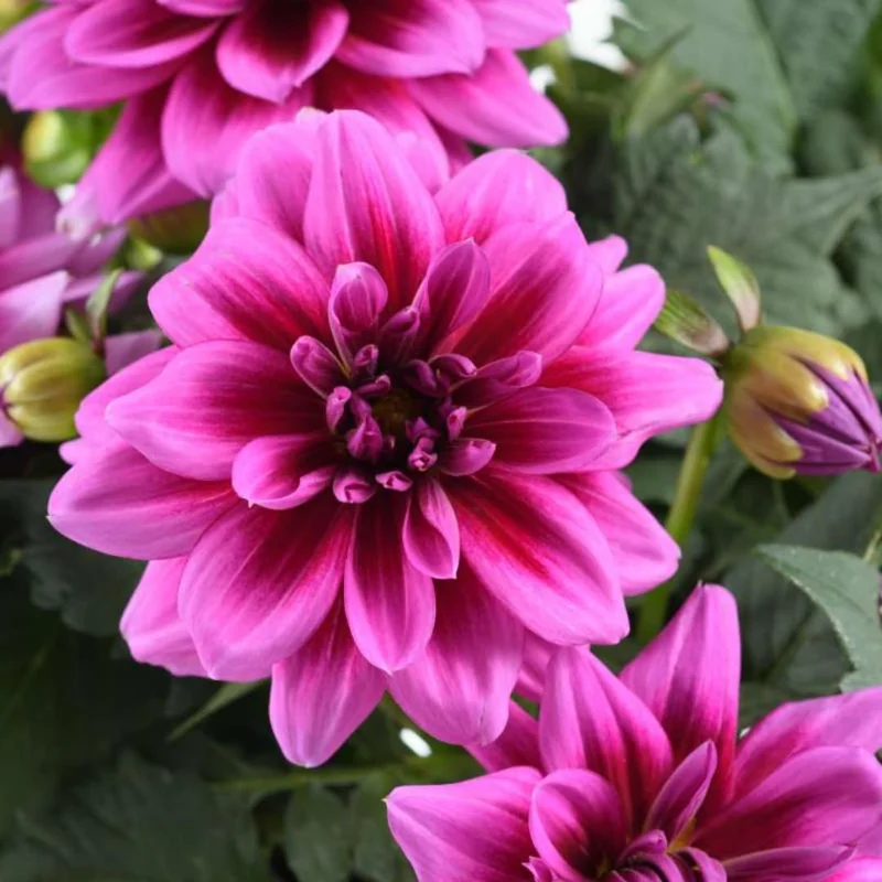 Combo 3 Dahlia Flowers Plants Live, Dahlia Rooted Plugs Size, Starter Plants, No Pot, Very Fast Growing, Bloom in Spring, Not Bulbs Tuber or Seeds
