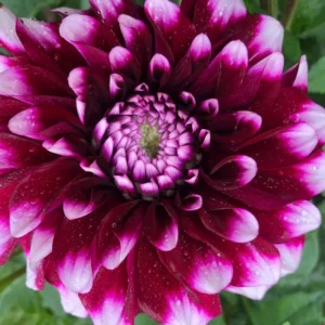 Combo 3 Dahlia Flowers Plants Live, Dahlia Rooted Plugs Size, Starter Plants, No Pot, Very Fast Growing, Bloom in Spring, Not Bulbs Tuber or Seeds