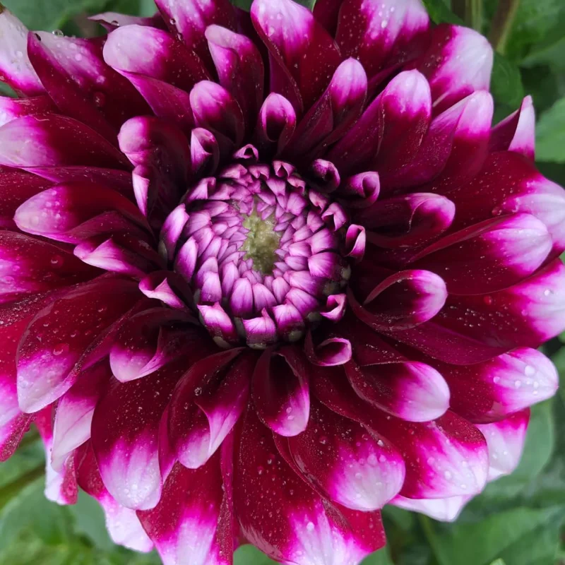 Combo 3 Dahlia Flowers Plants Live, Dahlia Rooted Plugs Size, Starter Plants, No Pot, Very Fast Growing, Bloom in Spring, Not Bulbs Tuber or Seeds