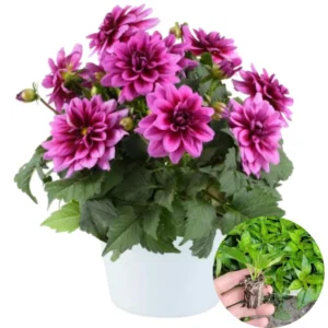 Pack 6 Dahlia Plants Live, Dahlia Flowers Plants Rooted Plugs Size, Starter Plants, No Pot, Very Fast Growing, Bloom in Spring, Not Dahlia Bulbs, Not Dahlia Seeds