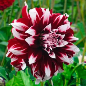 Pack 6 Dahlia Plants Live, Dahlia Flowers Plants Rooted Plugs Size, Starter Plants, No Pot, Very Fast Growing, Bloom in Spring, Not Dahlia Bulbs, Not Dahlia Seeds