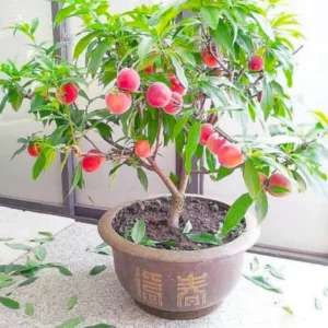Peach Tree Live Plants, Peach Fruit Tree Live Plants Dormant, 1 Year Old Tree, Cold-Hardy, No Leaf, Peach Tree Seedlings, No Pot