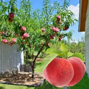 Peach Tree Live Plants, Peach Fruit Tree Live Plants Dormant, 1 Year Old Tree, Cold-Hardy, No Leaf, Peach Tree Seedlings, No Pot