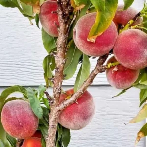 Peach Tree Live Plants, Peach Fruit Tree Live Plants Dormant, 1 Year Old Tree, Cold-Hardy, No Leaf, Peach Tree Seedlings, No Pot