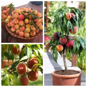 Peach Tree Live Plants, Peach Fruit Tree Live Plants Dormant, 1 Year Old Tree, Cold-Hardy, No Leaf, Peach Tree Seedlings, No Pot