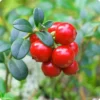 American Cranberry Tree Low Bush Groundcover in 3 Inc Pot, Red Cranberries Tree Viburnum Plant, Edible Cranberry Tree Live for Planting