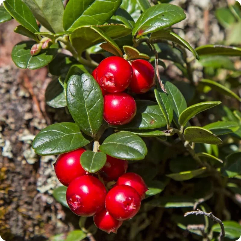 American Cranberry Tree Low Bush Groundcover in 3 Inc Pot, Red Cranberries Tree Viburnum Plant, Edible Cranberry Tree Live for Planting