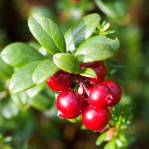 American Cranberry Tree Low Bush Groundcover in 3 Inc Pot, Red Cranberries Tree Viburnum Plant, Edible Cranberry Tree Live for Planting