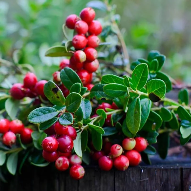 American Cranberry Tree Low Bush Groundcover in 3 Inc Pot, Red Cranberries Tree Viburnum Plant, Edible Cranberry Tree Live for Planting