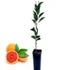 Live Ruby Red Grapefruit Tree Plant, 1 to 3 Ft Tall in Pot, Sweet Pomelo Tree for Planting, Can Not Ship to TX, FL, AZ, CA, LA, HI