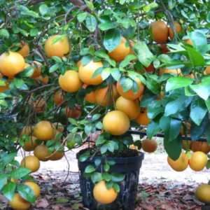 Live Ruby Red Grapefruit Tree Plant, 1 to 3 Ft Tall in Pot, Sweet Pomelo Tree for Planting, Can Not Ship to TX, FL, AZ, CA, LA, HI