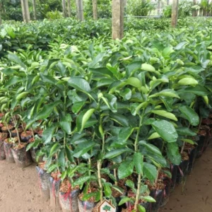 Live Ruby Red Grapefruit Tree Plant, 1 to 3 Ft Tall in Pot, Sweet Pomelo Tree for Planting, Can Not Ship to TX, FL, AZ, CA, LA, HI