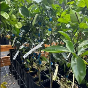 Live Ruby Red Grapefruit Tree Plant, 1 to 3 Ft Tall in Pot, Sweet Pomelo Tree for Planting, Can Not Ship to TX, FL, AZ, CA, LA, HI