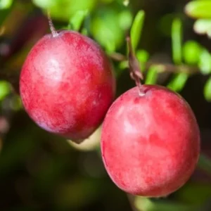 Cranberry Tree Plant Live in 3 Inch Pot, Low Bush Groundcover, Red Cranberries Tree Viburnum Plant, Edible Cranberry Tree Live for Growing