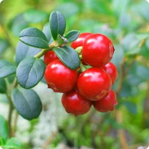Cranberry Tree Plant Live in 3 Inch Pot, Low Bush Groundcover, Red Cranberries Tree Viburnum Plant, Edible Cranberry Tree Live for Growing